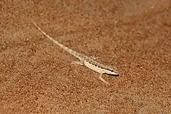 Pristurus minimus from United Arab Emirates