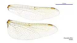 Female wings