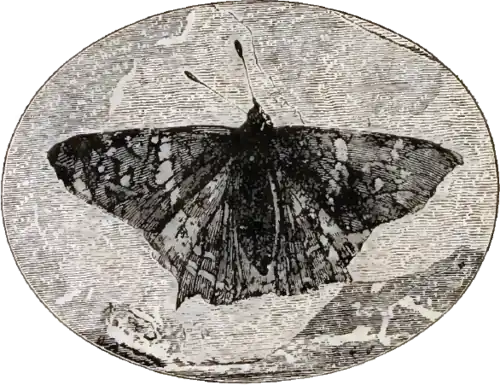 Prodryas persephone, a Late Eocene butterfly from the Florissant Fossil Beds, 1887 engraving