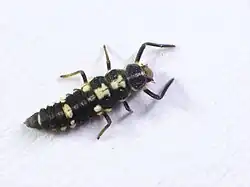 P. quatuordecimpunctata, larva