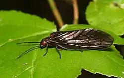 A black insect on a leaf