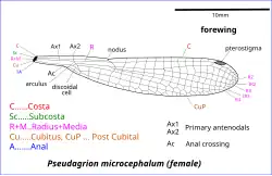 Illustration of Pseudagrion wing