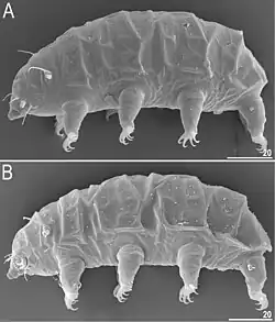 Example species specimen.