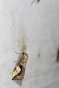 brown Pseudosphetta moorei moth