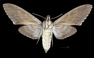 Psilogramma increta ♀ △