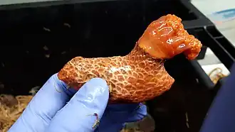 Psolus fabricii, a Psolidae