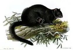 Drawing of black squirrel