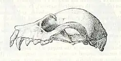Drawing of bat skull