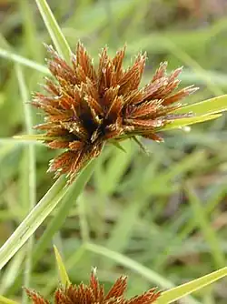 Every radiating unit in this inflorescence of a Cyperus sedge is a spikelet composed of small flowers (florets) arranged in two ranks