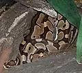 A ball python hides in the branch of a tree. It had dark and light brown patterning.