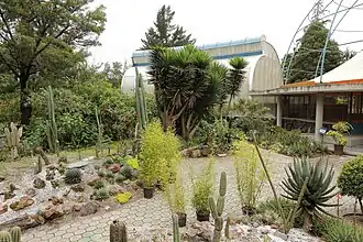 Cactus garden (Cactarium)
