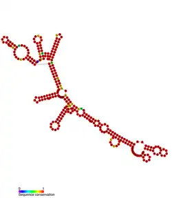 isrH Hfq binding RNA: Predicted secondary structure taken from the Rfam database. Family RF01391.