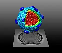 The RNA-packaged procapsid (protein shell) of Pseudomonas virus phi6