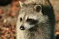 Raccoon