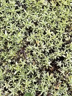 A mat of small florets of this species