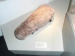 Rayonnoceras Espeyense Nautiloid.