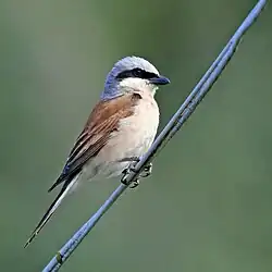 Red-backed shrike, Bovallstrand, Västra Götaland