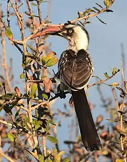 T. ruahae is endemic to Tanzania