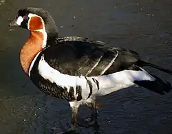Red-breasted_Goose_(Branta_ruficollis)_-side