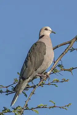 A red-eyed dove (Streptopelia semitorquata) on the Zambezi in Zimbabwe