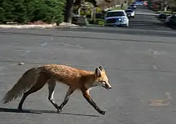 An urban red fox crossing a city street in Denver, Colorado