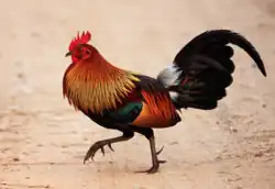 Male red junglefowl walking across forest floor