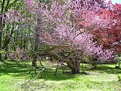 Redbud tree at Esperanza estate (May 11, 2019)