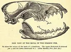 Skull of a northern fox