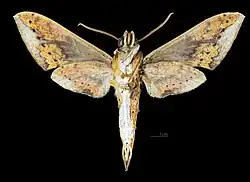 R. c. aurifera, ventral view