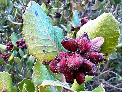 Ripe fruits, Mission Trails Regional Park