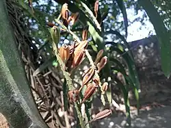 Matured fruits of Rhynchostylis retusa