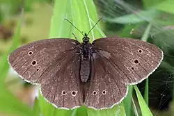 Faded specimen with three spots