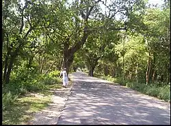 The road to Mohanpur, going towards Begusarai (south of Mohanpur) from Manjhaul (north of Mohanpur)