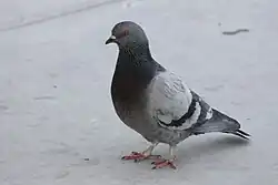 Rock_Pigeon_at_Ed_Fountain_Park