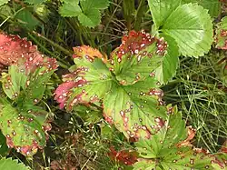 "Diplocarpon earlianum" on strawberry leaves