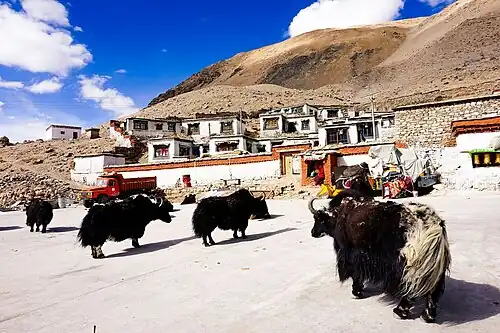 A view of the modest Rongbuk Monastery with yaks in the foreground[15]