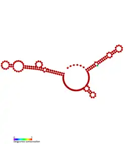RsaG: Secondary structure of RsaG.