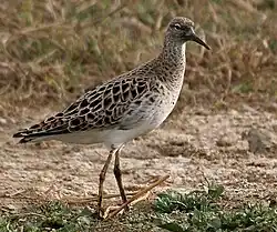 A single winter plumage male bird facing right on short grass in India. The upperparts are brown-grey with prominent white feather edges, and the underparts are white.
