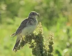 Eurasian skylark, Falkenberg, Halland