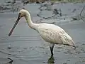 Immature Eurasian spoonbill, Bundala National Park