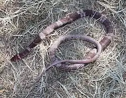 Sonoran coachwhip (M. f. cingulum), Nogales, Arizona