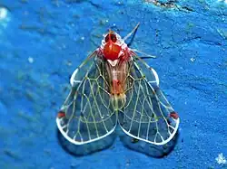 Saccharodite (tribe Rhotanini)