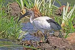 Immature sacred ibis, Uganda