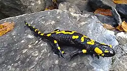 Fire salamander