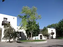 Salix babylonica Weeping Willow