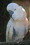 Salmon-crested cockatoo (Cacatua moluccensis) in Zooparc de Trégomeur, 2025