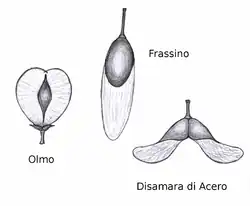 Image 36Wind dispersed seed of elm (Ulmus), ash (Fraxinus) and maple (Acer) (from Tree)