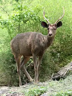 Sambar deer of unicolor