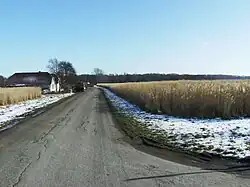 A thatching silvergrass (Miscanthus) field in Sandager, Denmark
