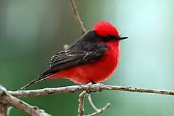 Vermilion flycatcher (male)